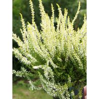 Wrzos 'Claudine' Calluna vulgaris