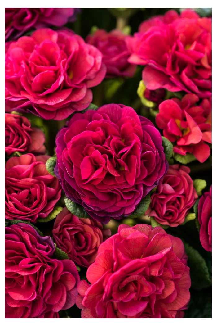 Pierwiosnek 'Belarina® Carmen' | Primula