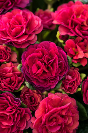 Pierwiosnek 'Belarina® Carmen' | Primula