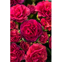 Pierwiosnek 'Belarina® Carmen' | Primula