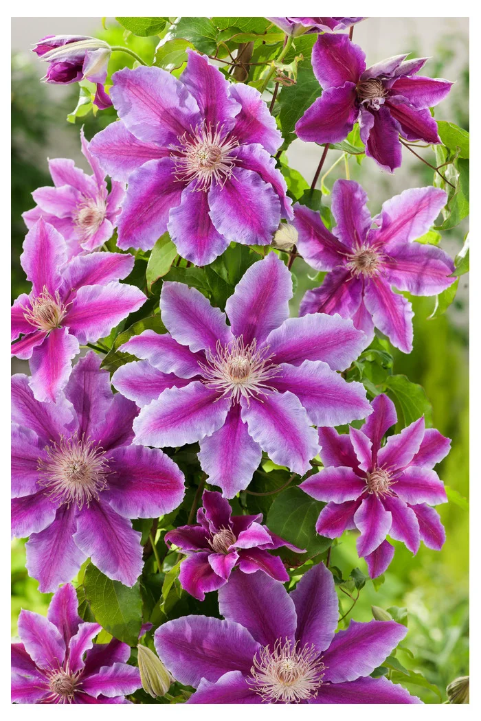Powojnik 'Dr Ruppel' | Clematis