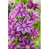 Powojnik 'Dr Ruppel' | Clematis