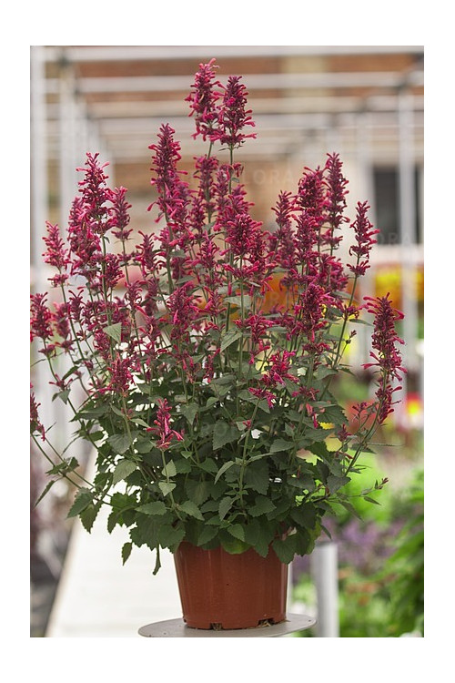 Kłosowiec 'Morello' | Agastache