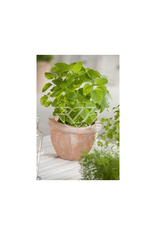 Melisa lekarska Melissa officinalis