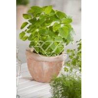 Melisa lekarska Melissa officinalis