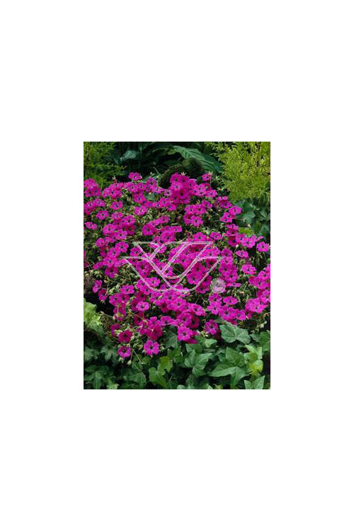 Bodziszek popielaty 'Giuseppe' Geranium cinereum