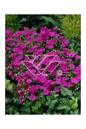 Bodziszek popielaty 'Giuseppe' Geranium cinereum