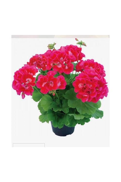 Pelargonia 'Champion Flash Eye'