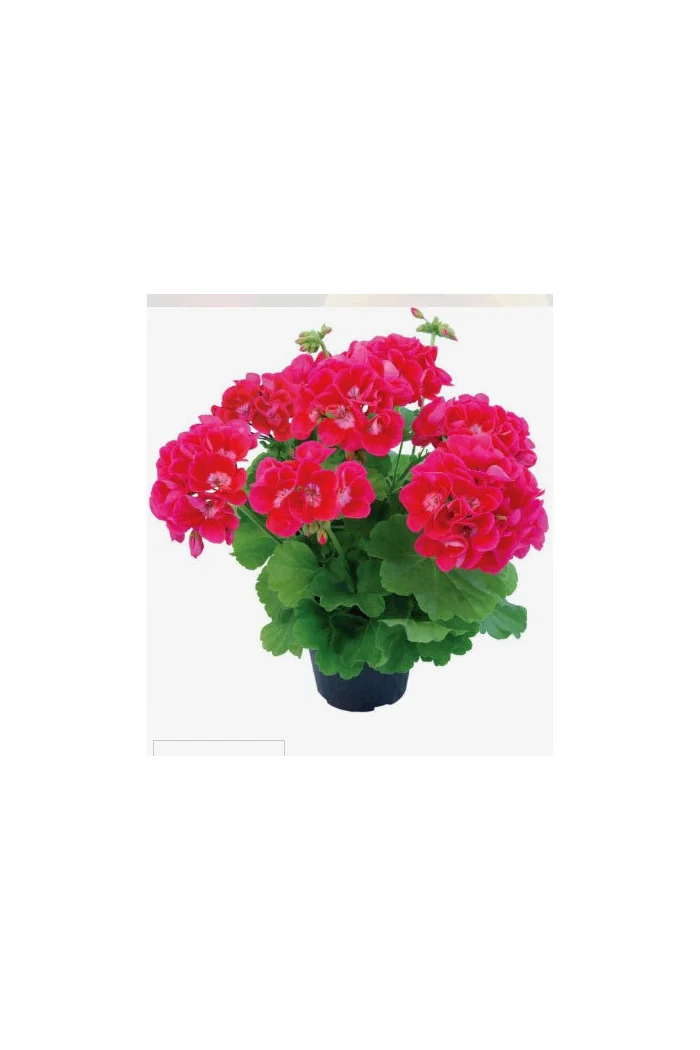 Pelargonia 'Champion Flash Eye'