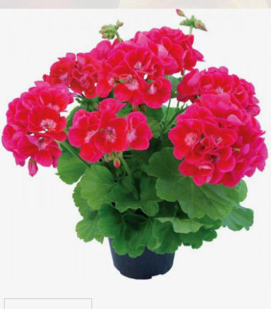 Pelargonia 'Champion Flash Eye'
