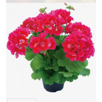 Pelargonia 'Champion Flash Eye'