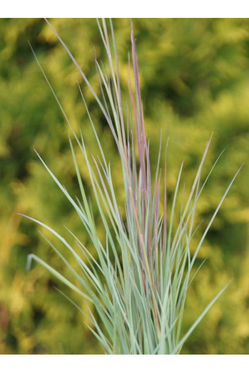 Palczatka miotlasta 'Prairie Blues' | Andropogon scoparius