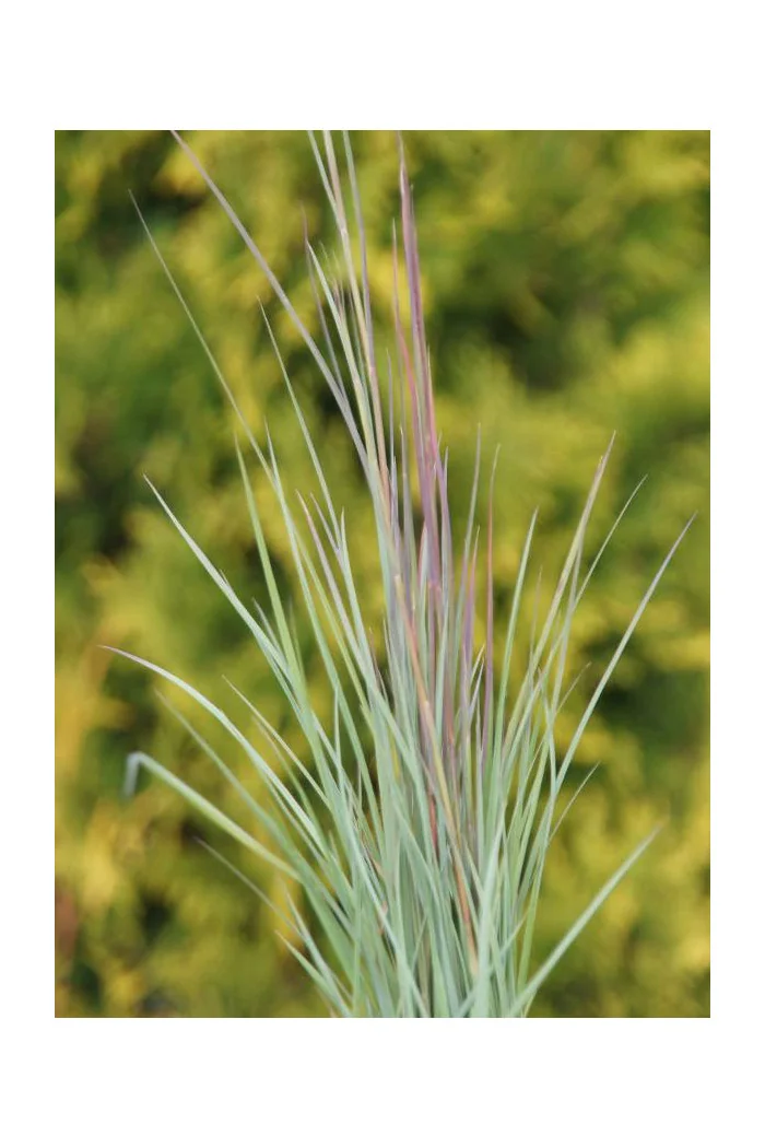 Palczatka miotlasta 'Prairie Blues' | Andropogon scoparius