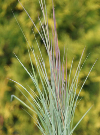 Palczatka miotlasta 'Prairie Blues' | Andropogon scoparius