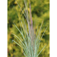 Palczatka miotlasta 'Prairie Blues' | Andropogon scoparius