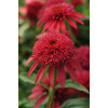 Jeżówka Sombrero 'Double Cranberry' | Echinacea