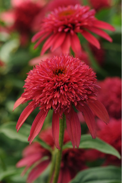 Jeżówka Sombrero 'Double Cranberry' | Echinacea