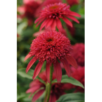 Jeżówka Sombrero 'Double Cranberry' | Echinacea