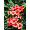 Milin amerykański 'Florida' | Campsis radicans