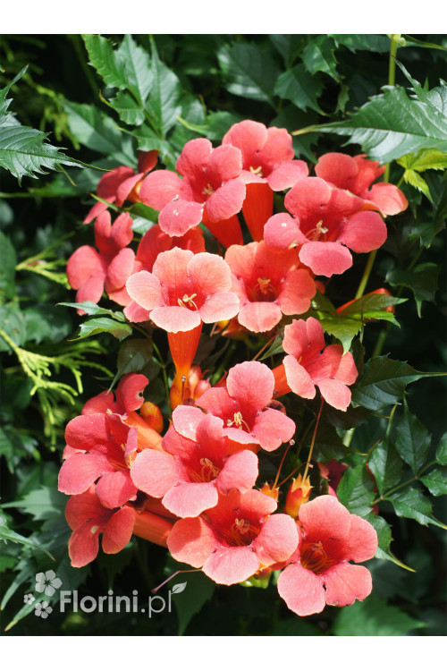 Milin amerykański 'Florida' | Campsis radicans