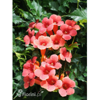 Milin amerykański 'Florida' | Campsis radicans