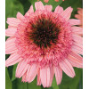 Jeżówka 'Raspberry Truffle' | Echinacea