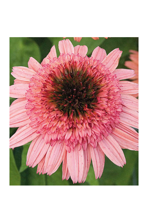 Jeżówka 'Raspberry Truffle' | Echinacea