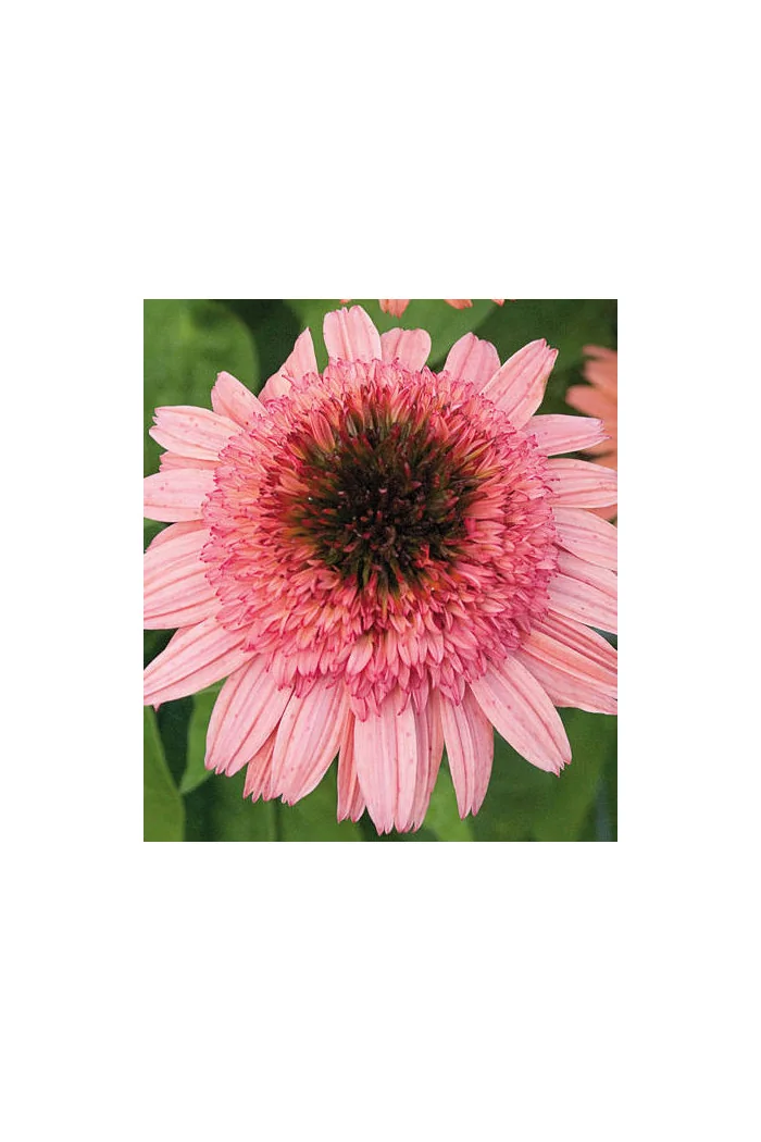 Jeżówka 'Raspberry Truffle' | Echinacea