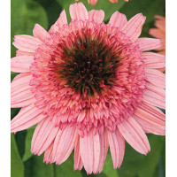 Jeżówka 'Raspberry Truffle' | Echinacea