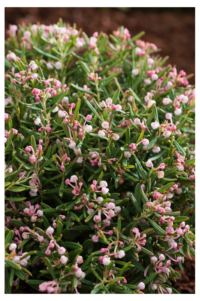 Modrzewnica pospolita 'Compacta' Andromeda polifolia