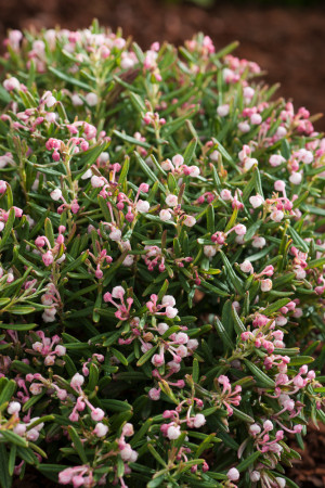 Modrzewnica pospolita 'Compacta' Andromeda polifolia