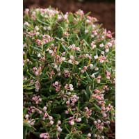 Modrzewnica pospolita 'Compacta' Andromeda polifolia