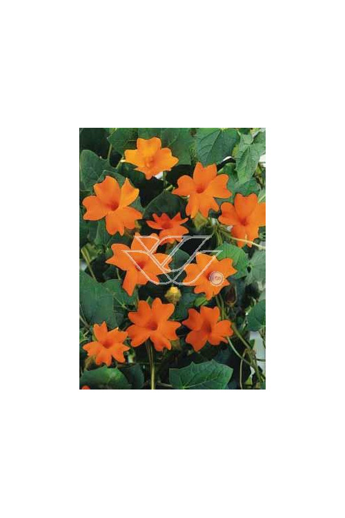 Tunbergia 'Gregory' | Thunbergia