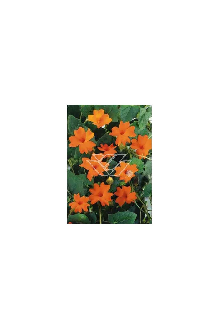 Tunbergia 'Gregory' | Thunbergia