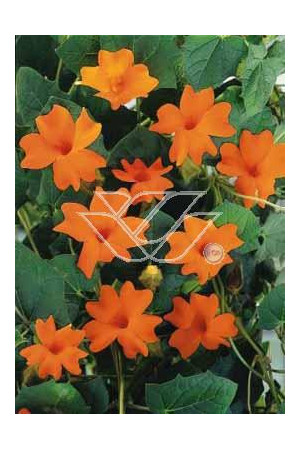 Tunbergia 'Gregory' | Thunbergia