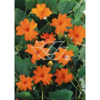 Tunbergia 'Gregory' | Thunbergia