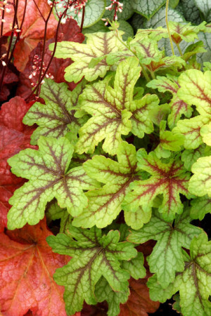 Żuraweczka (Żurawka) 'Alabama Sunrise' Heucherella