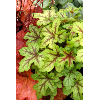Żuraweczka (Żurawka) 'Alabama Sunrise' Heucherella