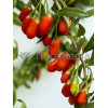 Kolcowój 'New Big' - Jagody Goji Lycium barbarum