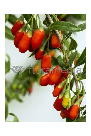 Kolcowój 'New Big' - Jagody Goji Lycium barbarum