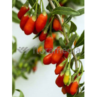 Kolcowój 'New Big' - Jagody Goji Lycium barbarum