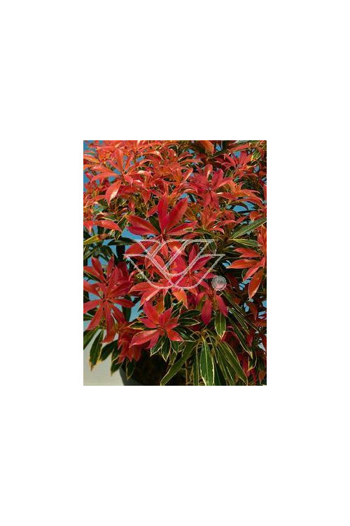 Pieris japoński 'Flaming Silver' Pieris japonica