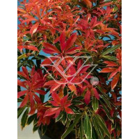 Pieris japoński 'Flaming Silver' Pieris japonica