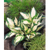 Funkia 'Fire and Ice' | Hosta