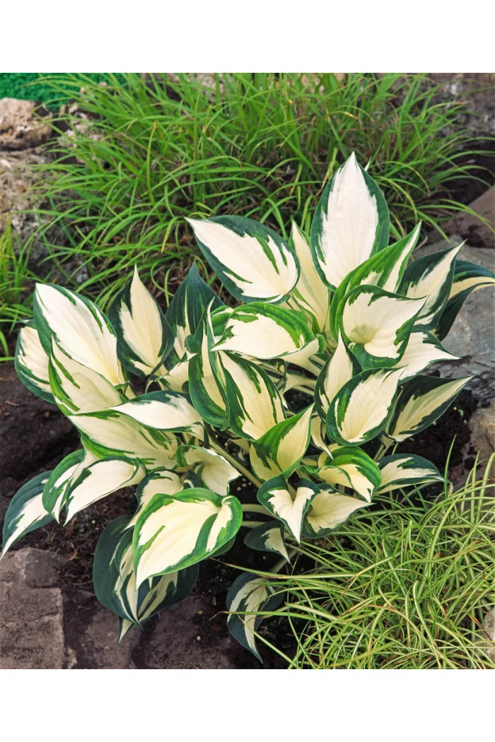 Funkia 'Fire and Ice' | Hosta