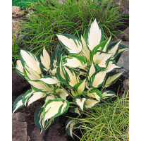 Funkia 'Fire and Ice' | Hosta