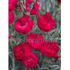 Goździk 'Rebekah' Dianthus