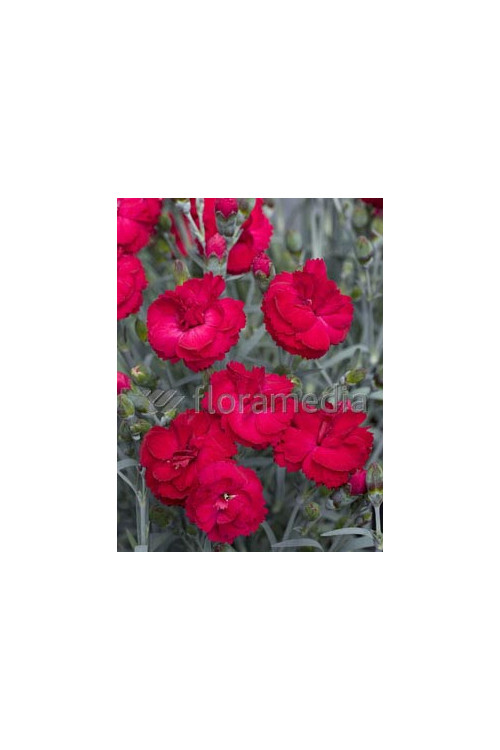 Goździk 'Rebekah' Dianthus