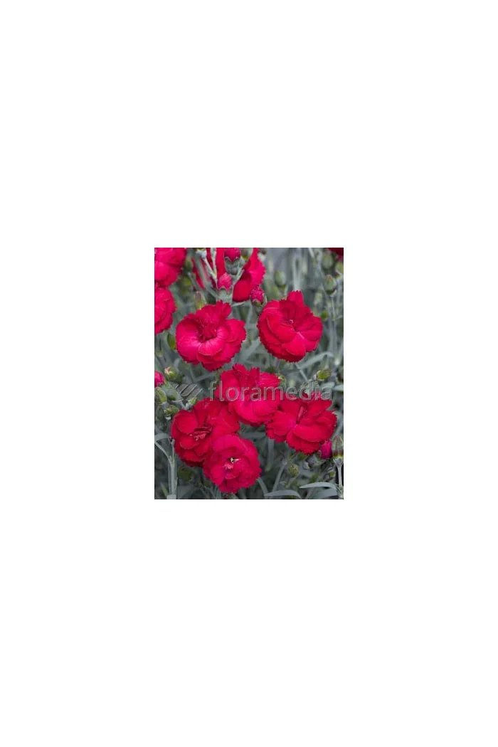 Goździk 'Rebekah' Dianthus