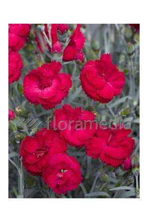 Goździk 'Rebekah' Dianthus